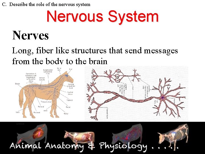 C. Describe the role of the nervous system Nervous System Nerves Long, fiber like
