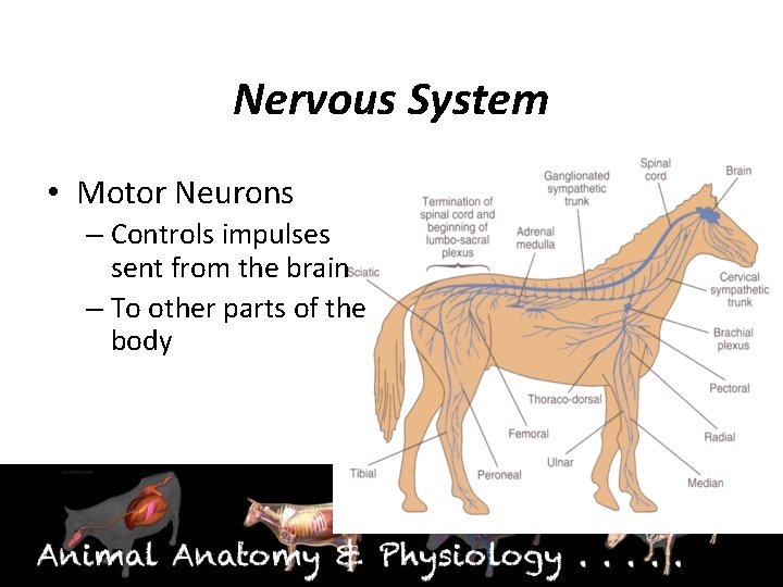 Nervous System • Motor Neurons – Controls impulses sent from the brain – To