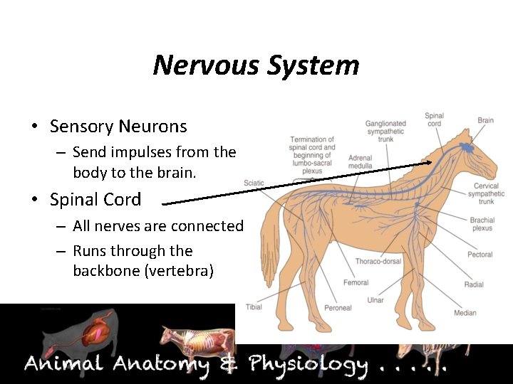 Nervous System • Sensory Neurons – Send impulses from the body to the brain.