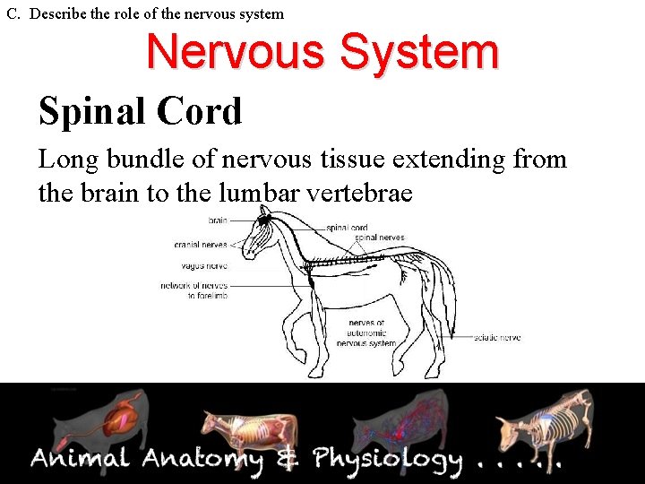 C. Describe the role of the nervous system Nervous System Spinal Cord Long bundle