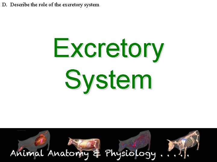 D. Describe the role of the excretory system Excretory System 