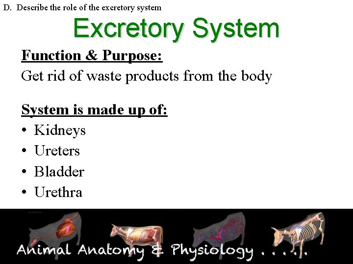 D. Describe the role of the excretory system Excretory System Function & Purpose: Get