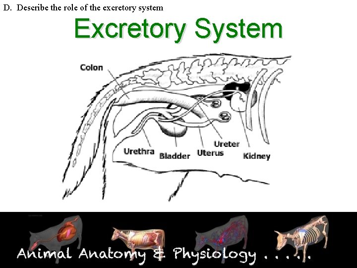 D. Describe the role of the excretory system Excretory System 