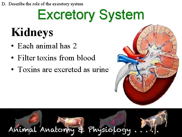 D. Describe the role of the excretory system Excretory System Kidneys • Each animal