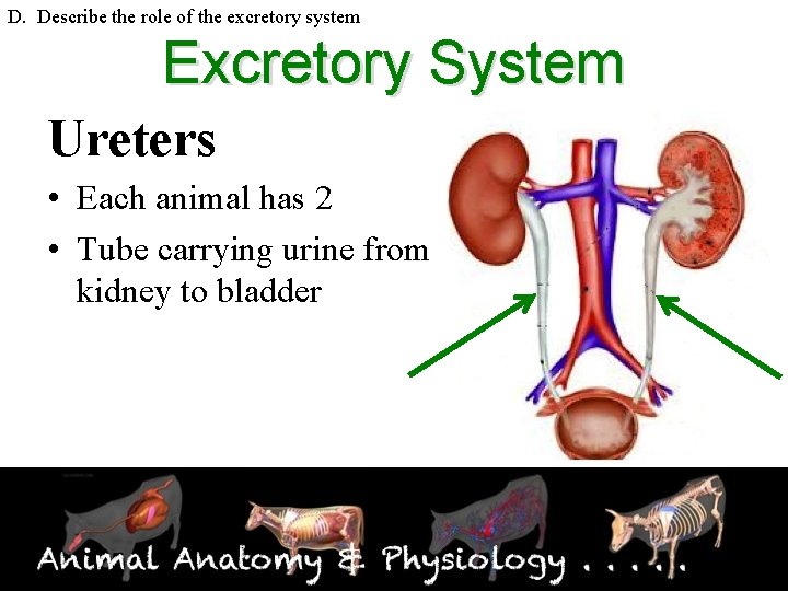 D. Describe the role of the excretory system Excretory System Ureters • Each animal