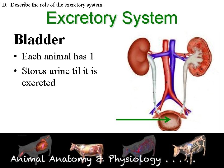 D. Describe the role of the excretory system Excretory System Bladder • Each animal