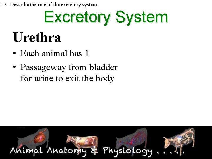 D. Describe the role of the excretory system Excretory System Urethra • Each animal