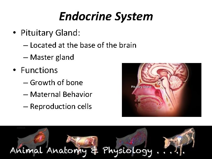 Endocrine System • Pituitary Gland: – Located at the base of the brain –