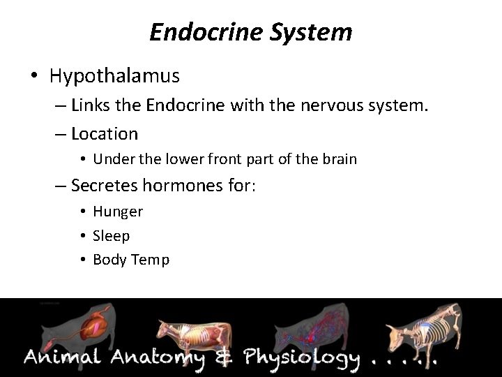 Endocrine System • Hypothalamus – Links the Endocrine with the nervous system. – Location