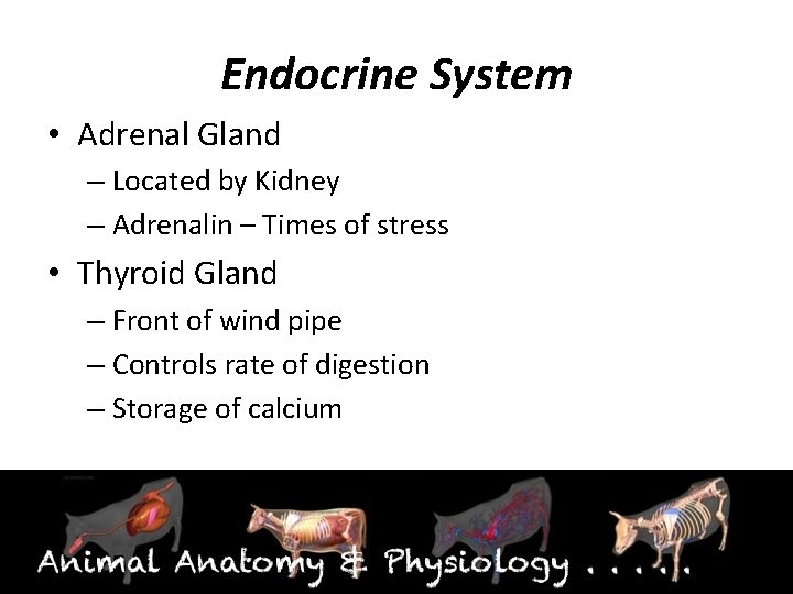 Endocrine System • Adrenal Gland – Located by Kidney – Adrenalin – Times of