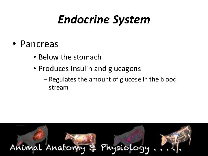 Endocrine System • Pancreas • Below the stomach • Produces Insulin and glucagons –
