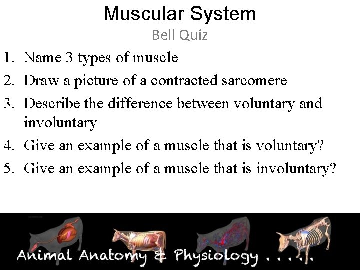 Muscular System 1. 2. 3. 4. 5. Bell Quiz Name 3 types of muscle