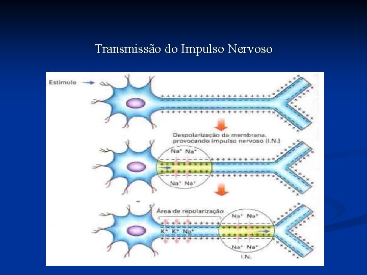 Transmissão do Impulso Nervoso 