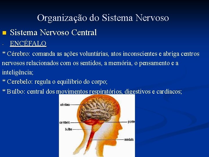 Organização do Sistema Nervoso n Sistema Nervoso Central ENCÉFALO * Cérebro: comanda as ações