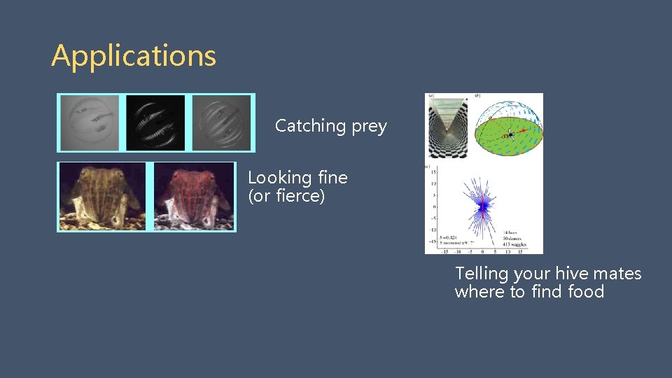 Applications Catching prey Looking fine (or fierce) Telling your hive mates where to find