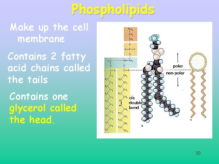 Phospholipids Make up the cell membrane Contains 2 fatty acid chains called the tails Phospholipids Make up the cell membrane Contains 2 fatty acid chains called the tails