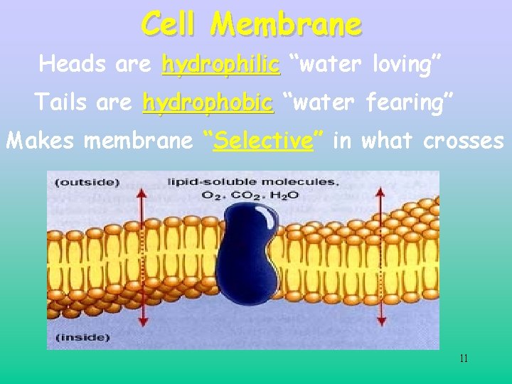 Cell Membrane Heads are hydrophilic “water loving” Tails are hydrophobic “water fearing” Makes membrane Cell Membrane Heads are hydrophilic “water loving” Tails are hydrophobic “water fearing” Makes membrane