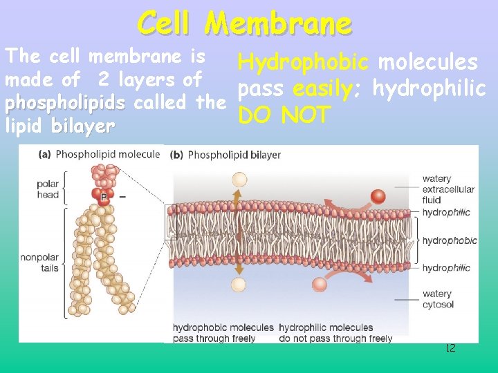 Cell Membrane The cell membrane is Hydrophobic molecules made of 2 layers of pass Cell Membrane The cell membrane is Hydrophobic molecules made of 2 layers of pass