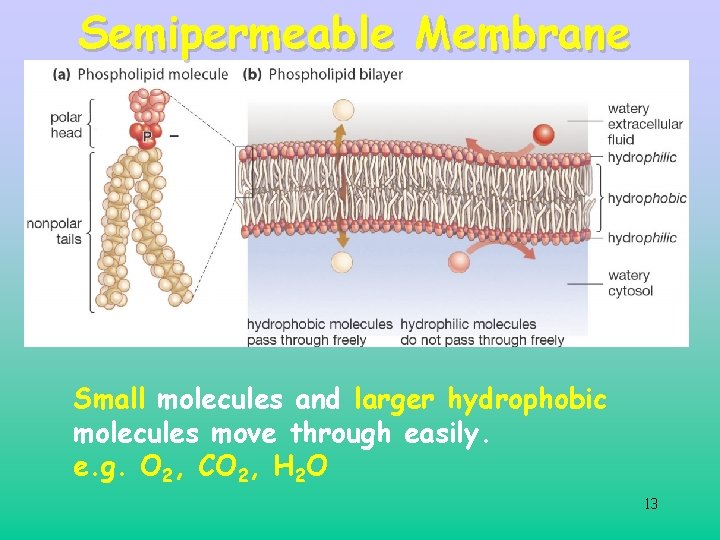 Semipermeable Membrane Small molecules and larger hydrophobic molecules move through easily. e. g. O Semipermeable Membrane Small molecules and larger hydrophobic molecules move through easily. e. g. O