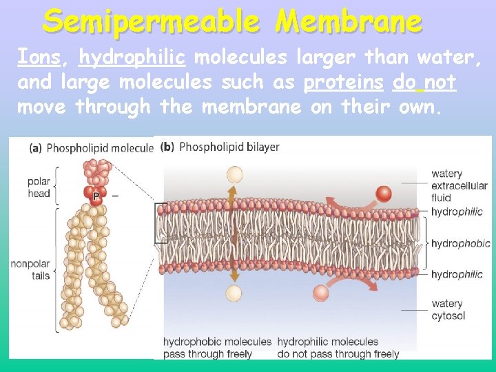 Semipermeable Membrane Ions, hydrophilic molecules larger than water, and large molecules such as proteins Semipermeable Membrane Ions, hydrophilic molecules larger than water, and large molecules such as proteins