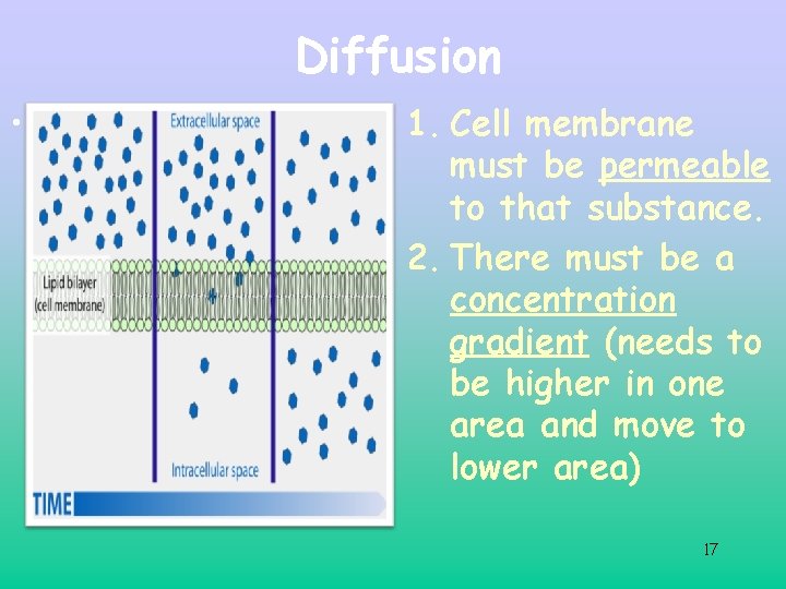 Diffusion • Two things need to happen in a cell in order for diffusion Diffusion • Two things need to happen in a cell in order for diffusion