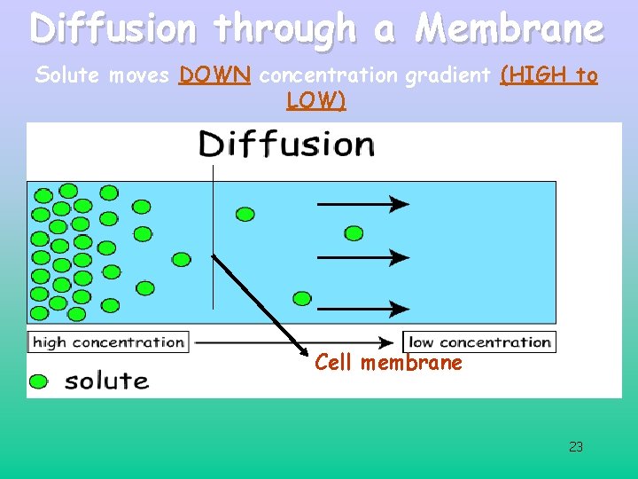 Diffusion through a Membrane Solute moves DOWN concentration gradient (HIGH to LOW) Cell membrane Diffusion through a Membrane Solute moves DOWN concentration gradient (HIGH to LOW) Cell membrane