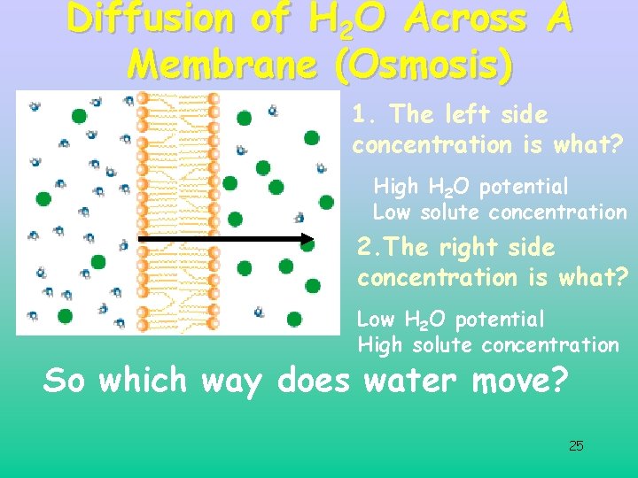 Diffusion of H 2 O Across A Membrane (Osmosis) 1. The left side concentration Diffusion of H 2 O Across A Membrane (Osmosis) 1. The left side concentration