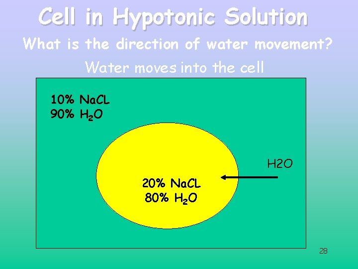Cell in Hypotonic Solution What is the direction of water movement? Water moves into Cell in Hypotonic Solution What is the direction of water movement? Water moves into