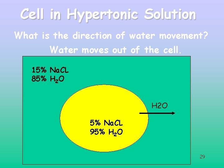 Cell in Hypertonic Solution What is the direction of water movement? Water moves out Cell in Hypertonic Solution What is the direction of water movement? Water moves out