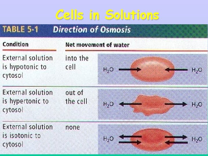 Cells in Solutions 30 Cells in Solutions 30