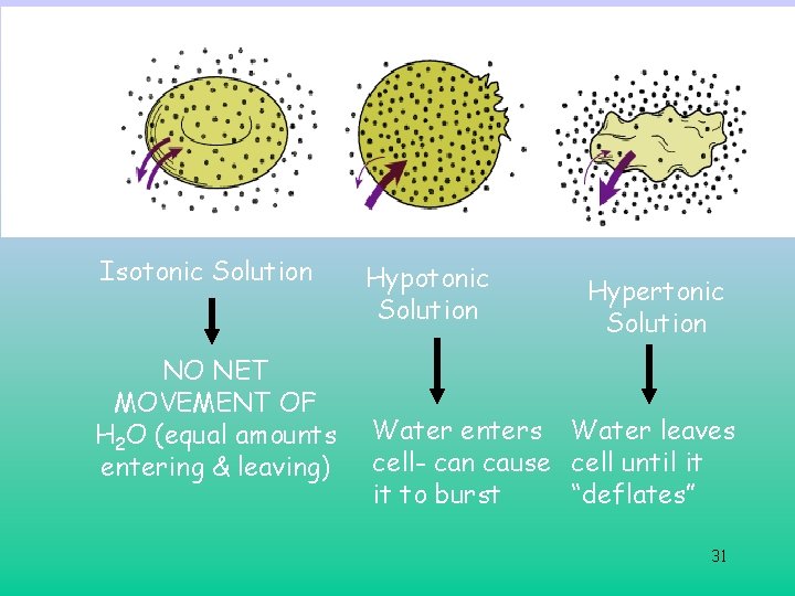 Isotonic Solution NO NET MOVEMENT OF H 2 O (equal amounts entering & leaving) Isotonic Solution NO NET MOVEMENT OF H 2 O (equal amounts entering & leaving)