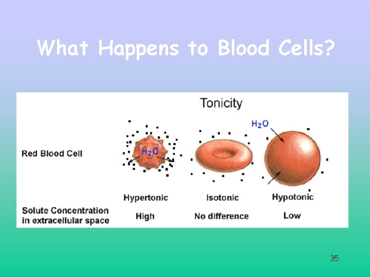 What Happens to Blood Cells? 35 What Happens to Blood Cells? 35