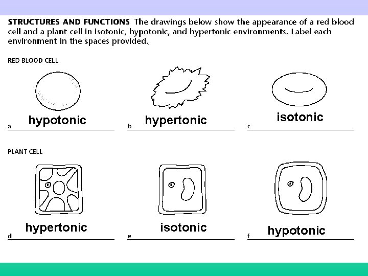 hypotonic hypertonic isotonic hypotonic 36 hypotonic hypertonic isotonic hypotonic 36