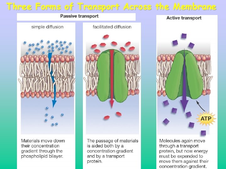 Three Forms of Transport Across the Membrane 40 Three Forms of Transport Across the Membrane 40