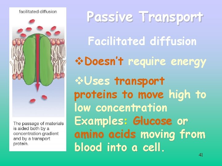Passive Transport Facilitated diffusion v. Doesn’t require energy v. Uses transport proteins to move Passive Transport Facilitated diffusion v. Doesn’t require energy v. Uses transport proteins to move