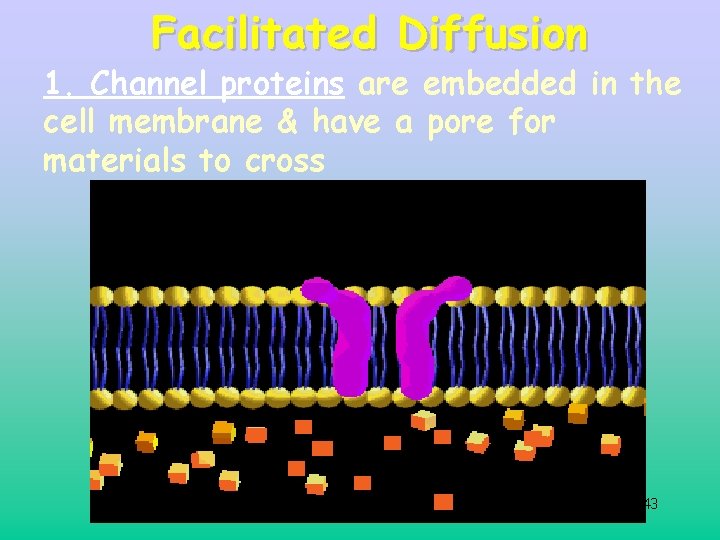 Facilitated Diffusion 1. Channel proteins are embedded in the cell membrane & have a Facilitated Diffusion 1. Channel proteins are embedded in the cell membrane & have a