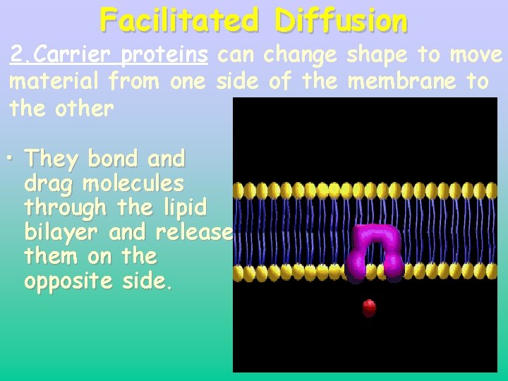 Facilitated Diffusion 2. Carrier proteins can change shape to move material from one side Facilitated Diffusion 2. Carrier proteins can change shape to move material from one side