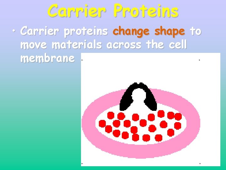 Carrier Proteins • Carrier proteins change shape to move materials across the cell membrane Carrier Proteins • Carrier proteins change shape to move materials across the cell membrane