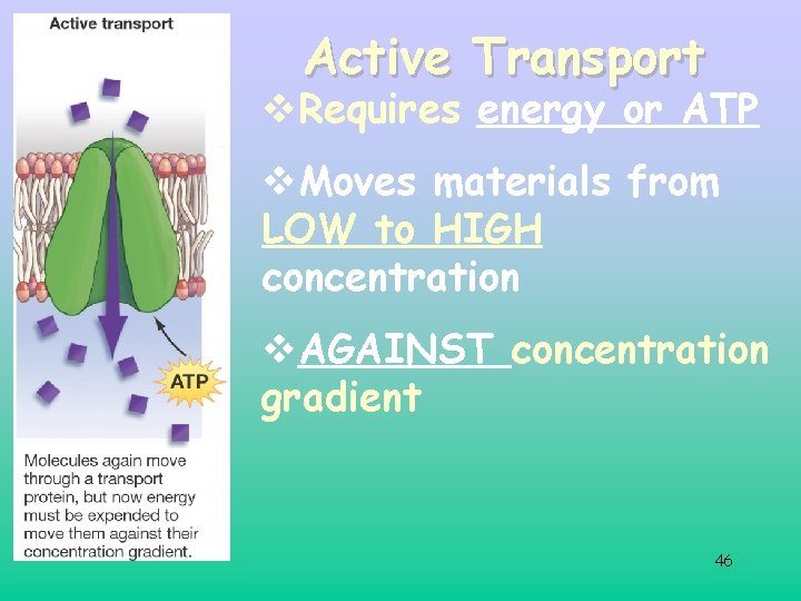 Active Transport v. Requires energy or ATP v. Moves materials from LOW to HIGH Active Transport v. Requires energy or ATP v. Moves materials from LOW to HIGH