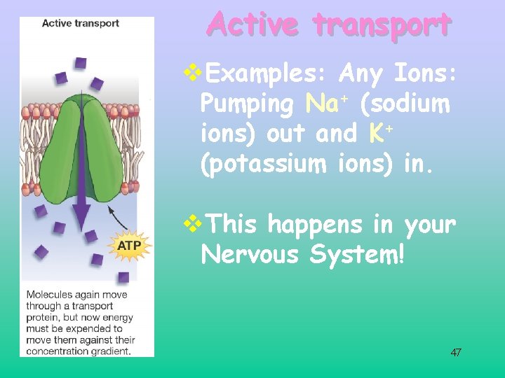 Active transport v. Examples: Any Ions: Pumping Na+ (sodium ions) out and K+ (potassium Active transport v. Examples: Any Ions: Pumping Na+ (sodium ions) out and K+ (potassium
