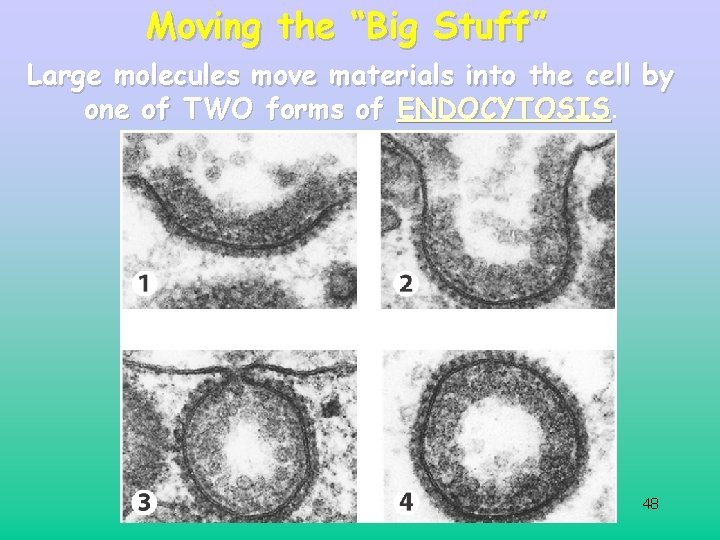 Moving the “Big Stuff” Large molecules move materials into the cell by one of Moving the “Big Stuff” Large molecules move materials into the cell by one of