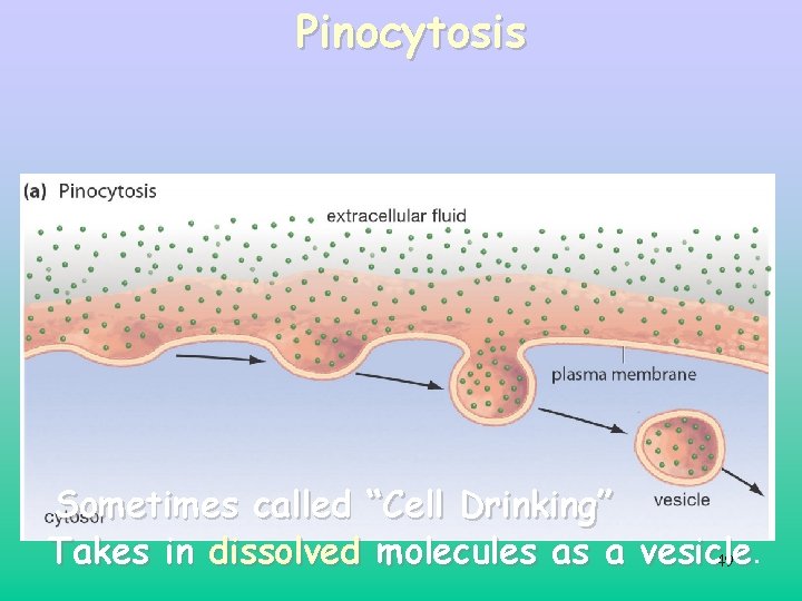 Pinocytosis Sometimes called “Cell Drinking” Takes in dissolved molecules as a vesicle 49. Pinocytosis Sometimes called “Cell Drinking” Takes in dissolved molecules as a vesicle 49.