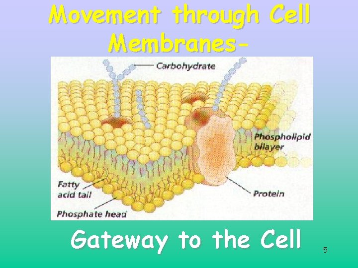 Movement through Cell Membranes Gateway to the Cell 5 Movement through Cell Membranes Gateway to the Cell 5