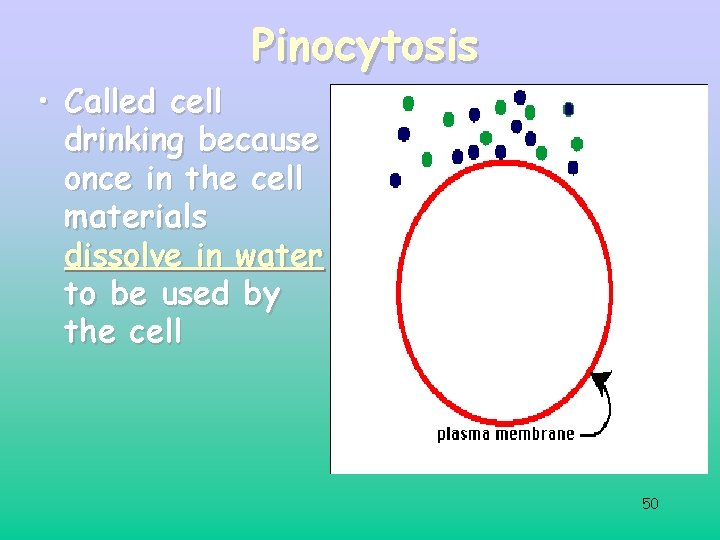 Pinocytosis • Called cell drinking because once in the cell materials dissolve in water Pinocytosis • Called cell drinking because once in the cell materials dissolve in water