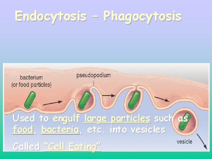 Endocytosis – Phagocytosis Used to engulf large particles such as food, bacteria, etc. into Endocytosis – Phagocytosis Used to engulf large particles such as food, bacteria, etc. into