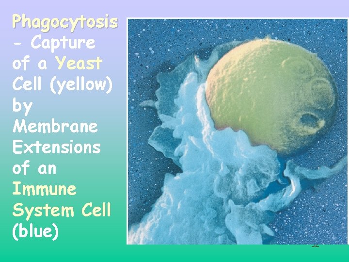 Phagocytosis - Capture of a Yeast Cell (yellow) by Membrane Extensions of an Immune Phagocytosis - Capture of a Yeast Cell (yellow) by Membrane Extensions of an Immune