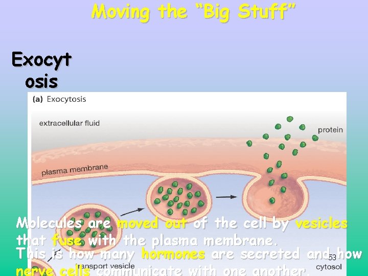 Moving the “Big Stuff” Exocyt osis Molecules are moved out of the cell by Moving the “Big Stuff” Exocyt osis Molecules are moved out of the cell by