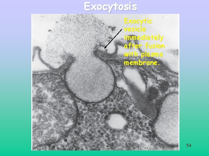 Exocytosis Exocytic vesicle immediately after fusion with plasma membrane. 54 Exocytosis Exocytic vesicle immediately after fusion with plasma membrane. 54