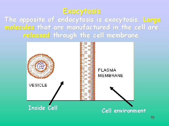 Exocytosis The opposite of endocytosis is exocytosis. Large molecules that are manufactured in the Exocytosis The opposite of endocytosis is exocytosis. Large molecules that are manufactured in the