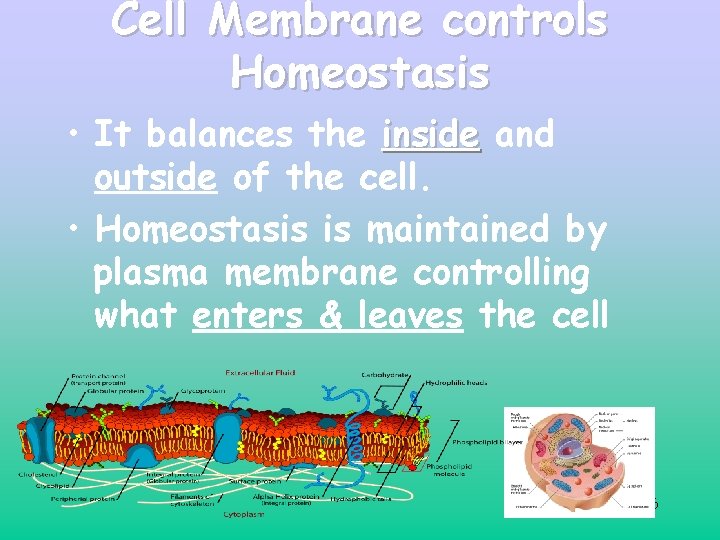Cell Membrane controls Homeostasis • It balances the inside and outside of the cell. Cell Membrane controls Homeostasis • It balances the inside and outside of the cell.